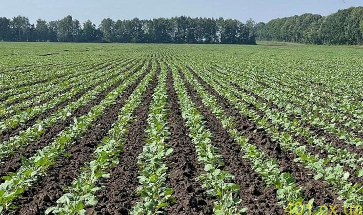 Як правильно підібрати насіння озимого ріпаку на посів